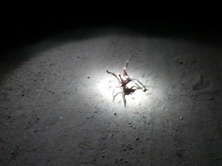 Aranha caranguejeira